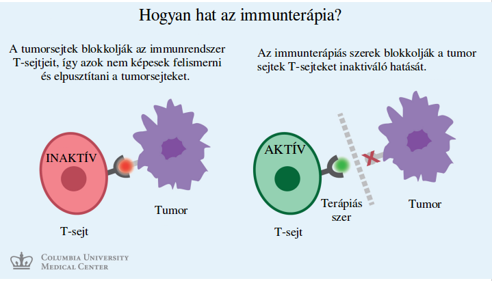 Hogyan hat az immunterápia?